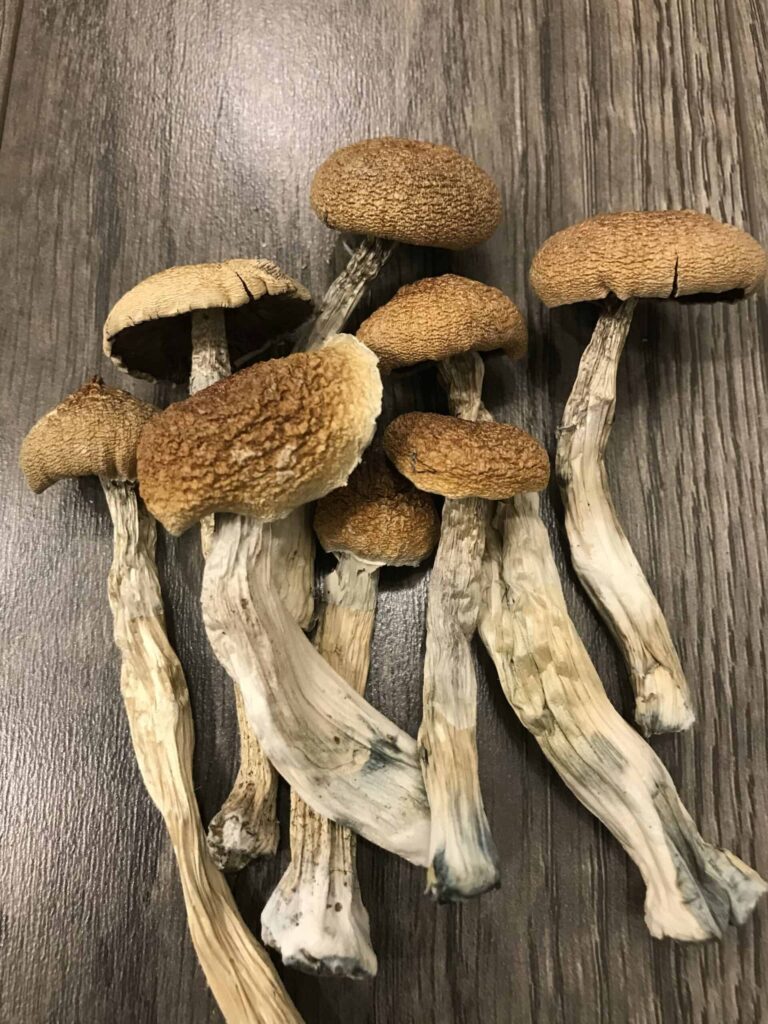 The Ultimate Guide to Psychedelic Mushroom Kits in the UK: Everything You Need to Know