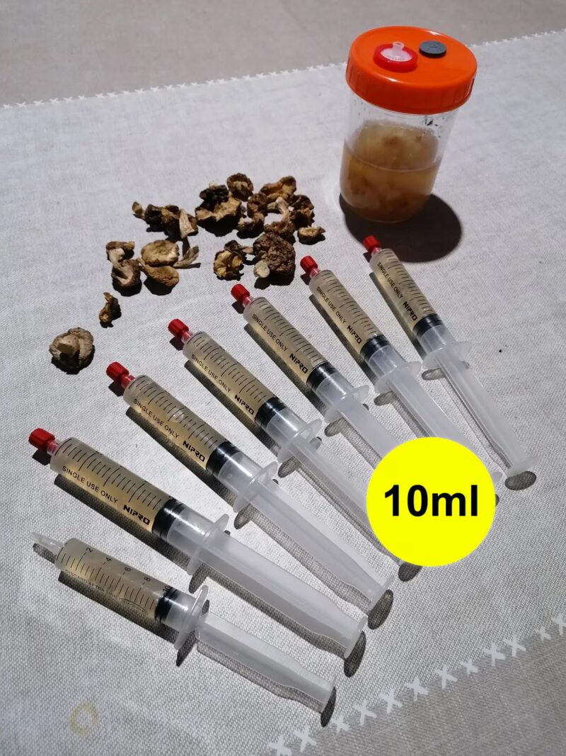 Buy Golden Teacher Psilocybe Liquid Culture (10ml) – 6 Pack Online UK