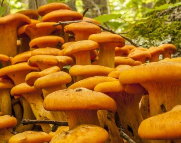 Buy Jack-O Lantern Mushrooms Online in London, UK – Premium Quality & Fast Delivery