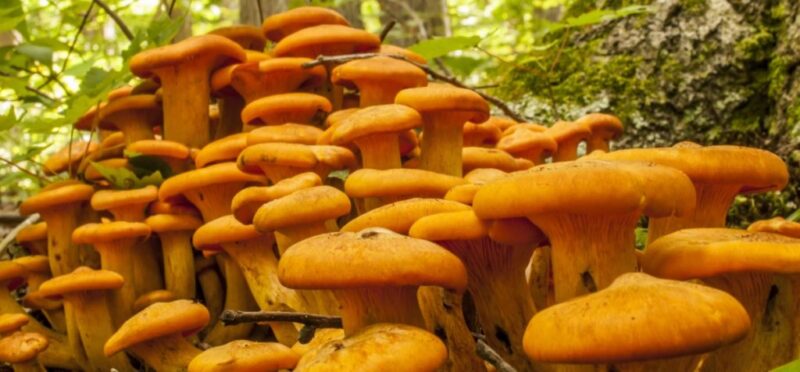Buy Jack-O Lantern Mushrooms Online in London, UK – Premium Quality & Fast Delivery