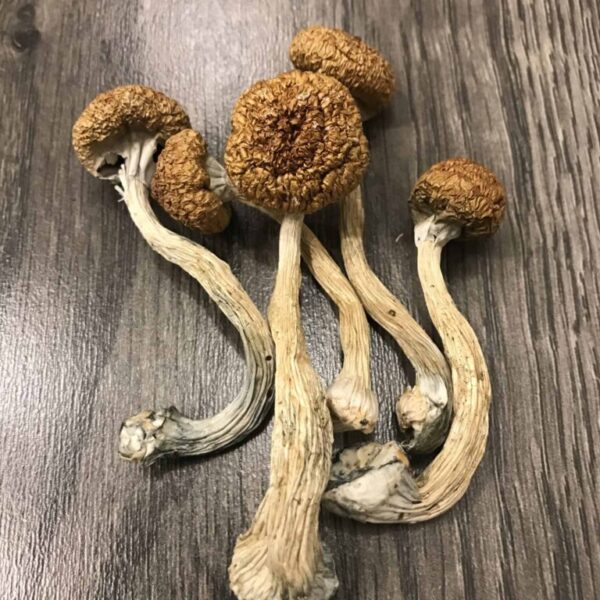 Buy Penis Envy Psilocybin Mushrooms in the UK – Premium Psychedelic Mushrooms | UK Mushroom Farm