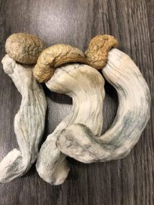 How Magic Mushrooms Help Enhance Dopamine and Serotonin Levels Naturally