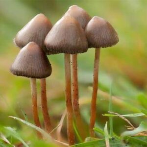 Where to buy magic mushroom near me in the uk?
